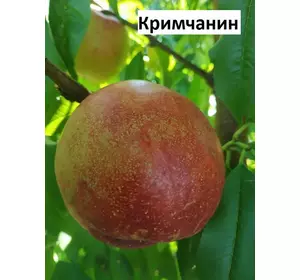 Саджанці персика Кримчанин (нектарин) (1-річні)