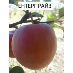 Саджанці яблуні Ентерпрайз (2-річні)