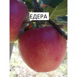 Саджанці яблуні Едера (1-річні)