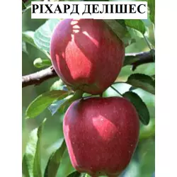 Саджанці яблуні Ріхард Делішес (1-річні)