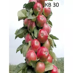 Саджанці колоноподібної яблуні КВ-30 (1-річні)