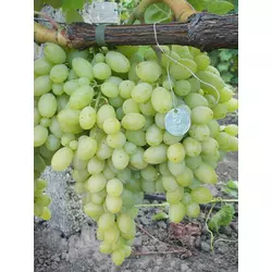 Саджанці винограду Століття