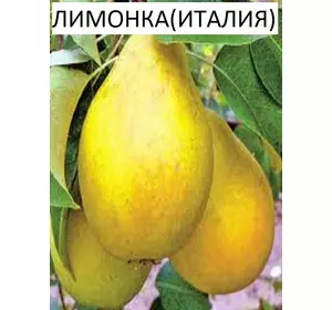 Саджанці груші Лимонка (Італія) (1-річні)