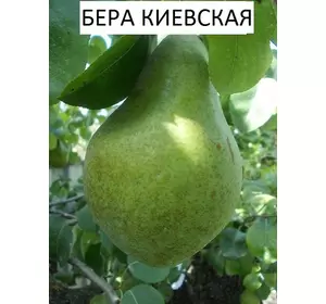 Саджанці груші Бера Київська (1-річні)