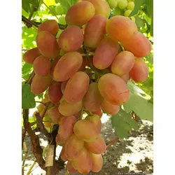 Саджанці винограду Преображення