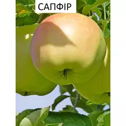 Саджанці яблуні Сапфір (1-річні)