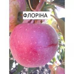 Саджанці яблуні Флоріна (1-річні)
