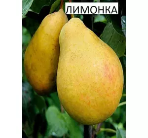 Саджанці груші Лимонка (1-річні)