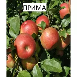 Саджанці яблуні Прима (1-річні)