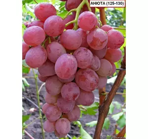 Саджанці винограду Анюта