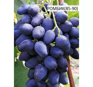Саджанці винограду Ромбік