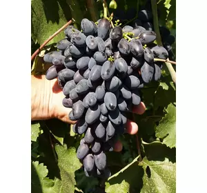 Саджанці винограду Атос