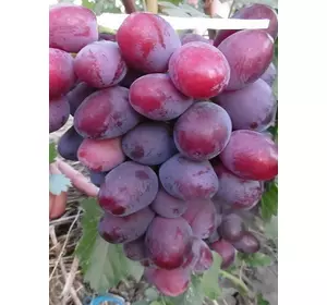 Саджанець винограду Еверест
