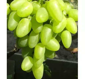 Саджанці винограду Бажена