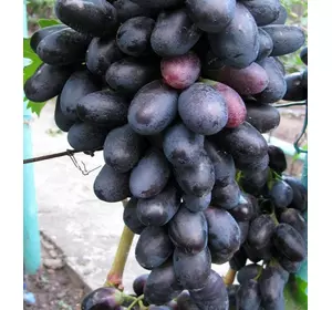 Саджанці винограду Вєліка