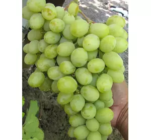Саджанці винограду Ландиш