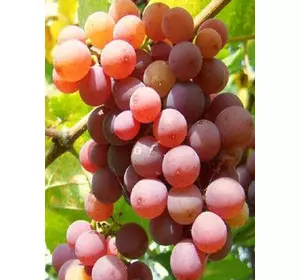 Саджанці винограду Мускат червоний