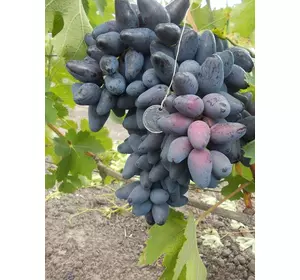 Саджанці винограду Вікінг