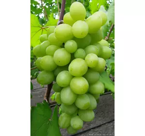 Саджанці винограду Вальок