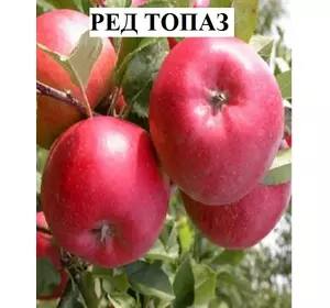 Саджанці яблуні Ред топаз