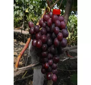 Саджанці винограду Ватра