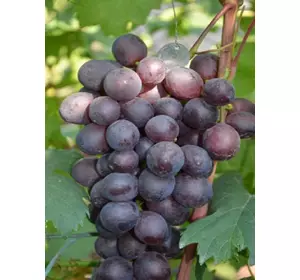 Саджанці винограду Пам'яті вчителя