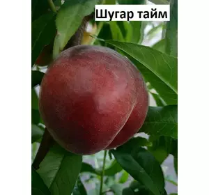 Персик Шугар Тайм (підщепа манжурський персик)
