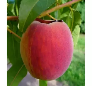 Саджанці персика Манон (підщепа манжурський персик)