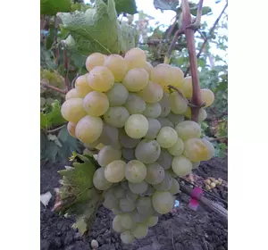 Саджанці винограду Антоній Великий