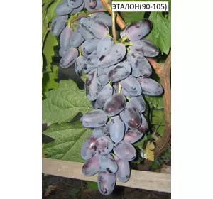 Саджанці винограду Еталон