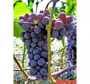 Саджанці винограду Червоний
