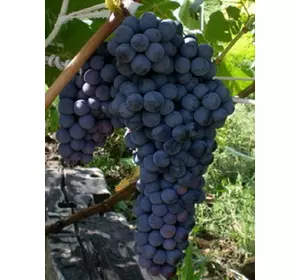 Саджанці винограду Пам'яті Домбковської