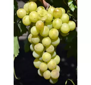 Саджанці винограду Колобок