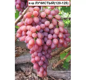 Саджанці виноград К-ш Лучистий