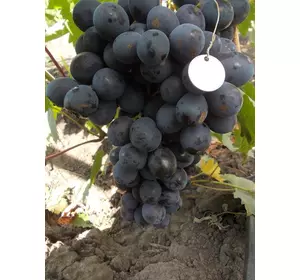Саджанці винограду Ефіоп (Бурдака)