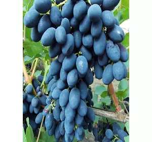 Саджанці винограду Кодрянка