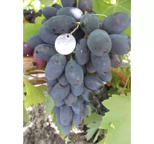 Саджанці винограду Байконур