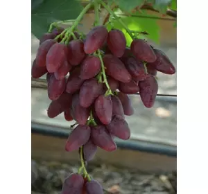 Саджанці винограду Дубівський рожевий