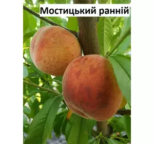 Персик Мостицький ранній ( підщепа манжурський персик)