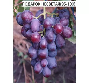 Саджанці винограду Подарунок Несвітая