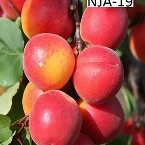 Саджанці абрикоса Саджанці абрикоса