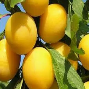 Саджанці аличі Саджанці аличі