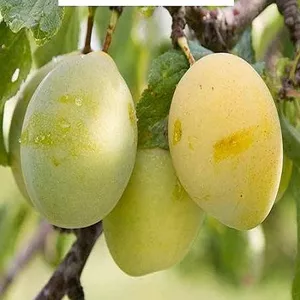 Саджанці сливи Саджанці сливи