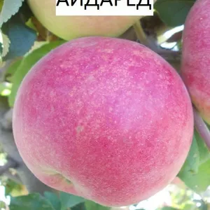 Саджанці яблуні Саджанці яблуні