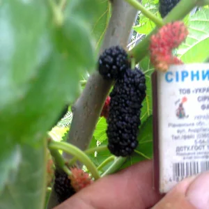 Саджанці шовковиці Саджанці шовковиці