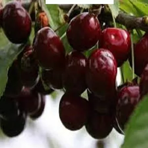 Саджанці вишні Саджанці вишні