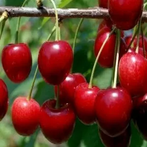 Саджанці черешні Саджанці черешні