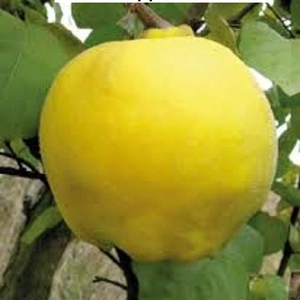 Саджанці груші Саджанці груші